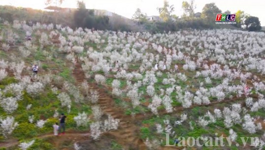 Vẻ đẹp của vườn hoa nhất chi mai trắng như tuyết ở Lai Châu