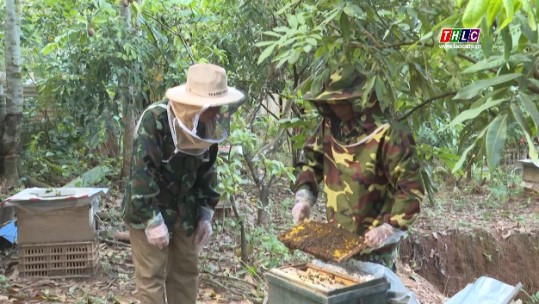Lai Châu: Hiệu quả bước đầu từ mô hình nuôi ong