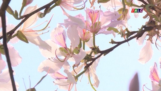 Điện Biên ngập trong sắc trắng mùa hoa ban