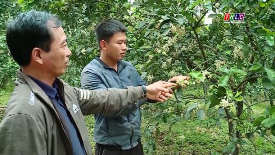 Hiệu quả từ phát triển kinh tế trang trại ở Tuyên Quang