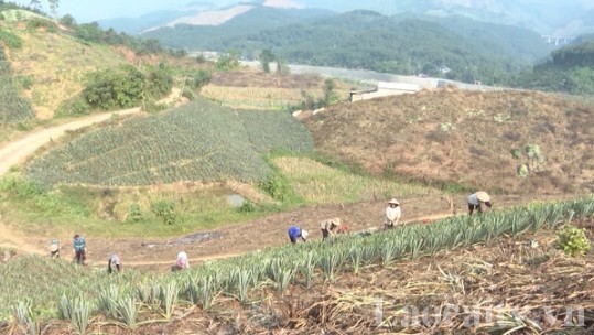 Năm 2023, Mường Khương mở rộng thêm 140 ha dứa