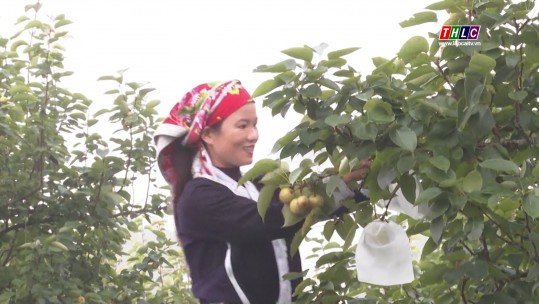 Đưa Lào Cai trở thành tỉnh nông nghiệp hữu cơ
