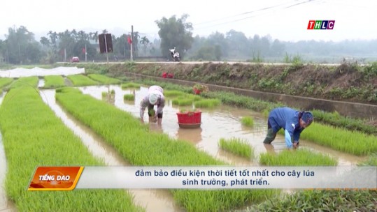 Nông nghiệp - Nông thôn tiếng Dao: Chuyên đề nông nghiệp (27/3/2023)