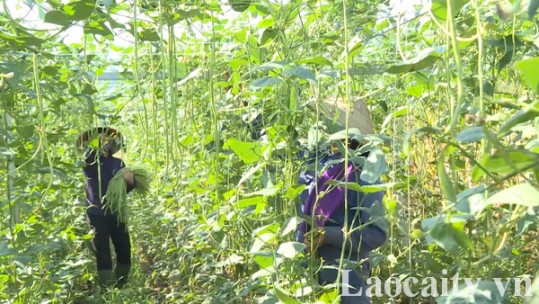 Nông dân xã Gia Phú liên kết trồng đậu đũa xuất khẩu