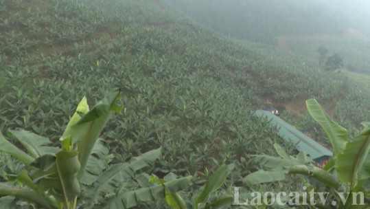 Sản lượng chuối toàn tỉnh Lào Cai đạt gần 15.000 tấn