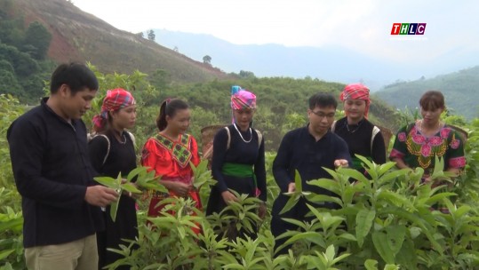 Triển vọng phát triển cây dược liệu ở Văn Bàn