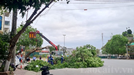 Thành phố Lào Cai gió lớn làm gãy đổ cây xanh