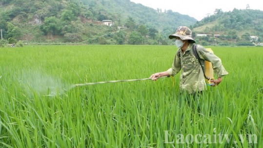 Chống bệnh đạo ôn gây hại lúa xuân