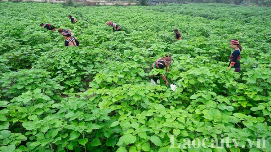 Văn Bàn phát triển nông nghiệp hàng hóa