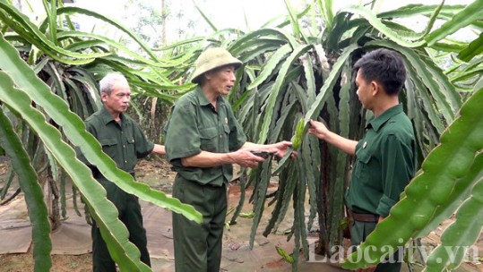 Cựu chiến binh vượt khó