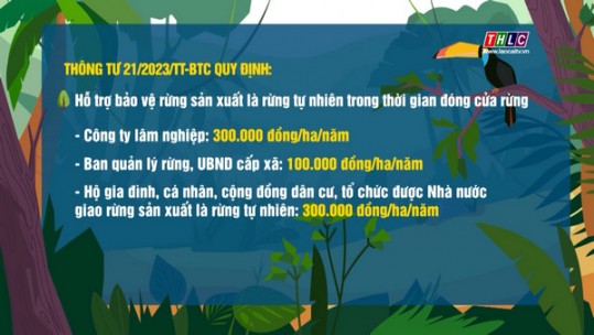 Hỗ trợ khoán bảo vệ rừng bình quân 300.000 đồng/ha/năm