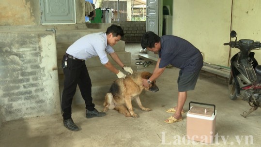 Đẩy mạnh các biện pháp phòng, chống bệnh dại trên đàn vật nuôi