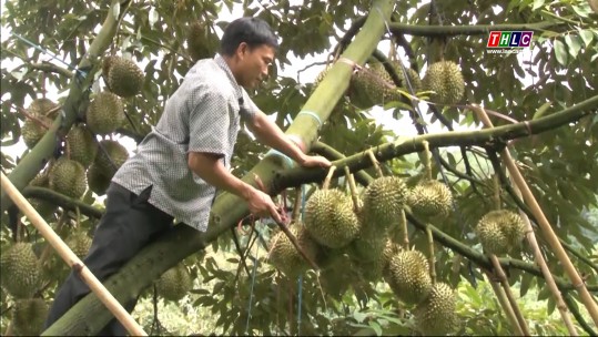 Lâm Đồng nâng cao giá trị cây sầu riêng