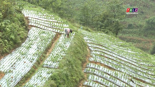 Chủ động nguồn giống cho vùng dược liệu