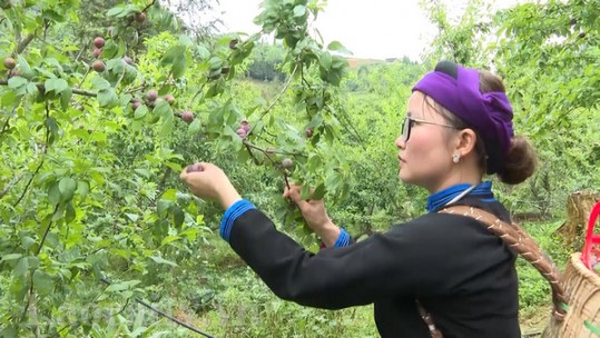 Tà Chải giải bài toán nâng cao thu nhập