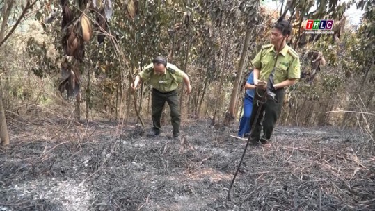 Làm rõ nguyên nhân vụ cháy rừng ở phường Nam Cường