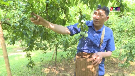 Sơn La: Tỷ phú mận hậu thung lũng Mu Náu, huyện Mộc Châu