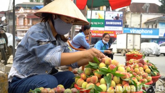 Nông dân thu hoạch trên 200 tấn đào