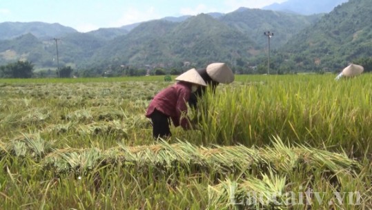 Nông dân Văn Bàn khẩn trương thu hoạch lúa xuân