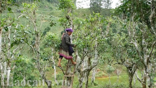 Phát triển kinh tế từ rừng chè cổ thụ