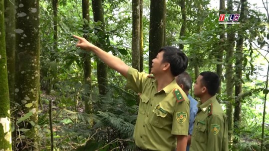 Phát triển bền vững: Bảo vệ và phát triển rừng (15/6/2023)