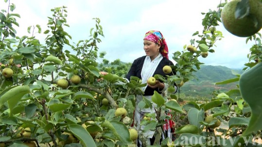 Nhân dân hào hứng tham gia chuẩn bị cho lễ hội hái lê