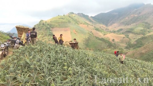 Đẩy mạnh công tác khuyến nông trên địa bàn tỉnh Lào Cai