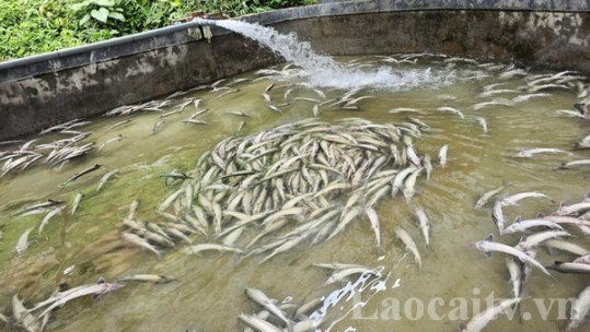 Cá tầm chết hàng loạt ở xã Trung Chải