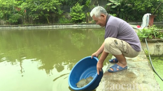 Lão nông làm giàu từ mô hình nuôi ba ba