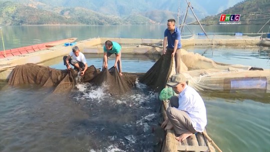 Lai Châu: Phát huy lợi thế nuôi cá lồng trên lòng hồ