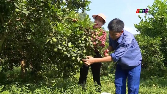 Tuyên Quang: Hiệu quả của dự án phục hồi cây chanh