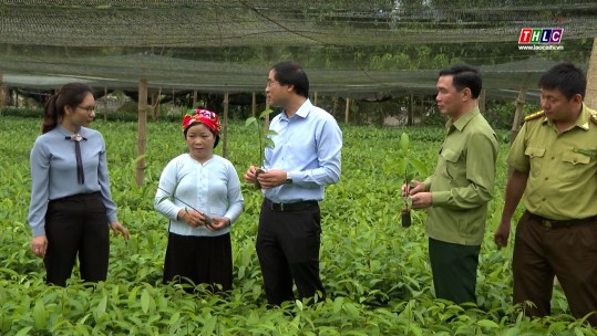 Hội thảo xúc tiến đầu tư, thương mại ngành hàng quế Lào Cai năm 2023 diễn ra ngày 25/8