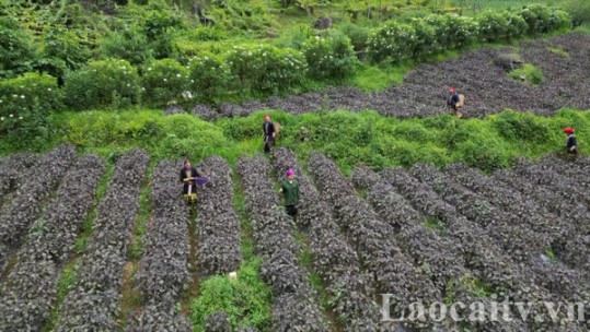 Lào Cai hỗ trợ 5 hợp tác xã tham gia mô hình hợp tác xã kiểu mới