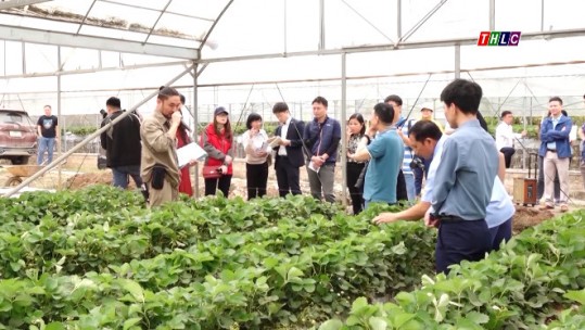 Sơn La nhân rộng các mô hình nông nghiệp hữu cơ Nhật Bản, nâng cao giá trị sản xuất