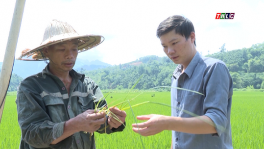 Chủ động phòng, trừ sâu bệnh hại lúa