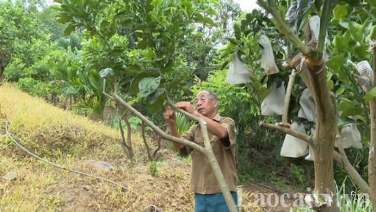 Gương đảng viên tận tụy việc làng, việc xã