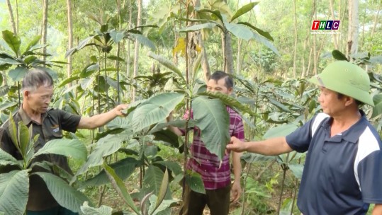 Hà Giang: Trồng cây lá khôi làm giàu dưới tàn rừng