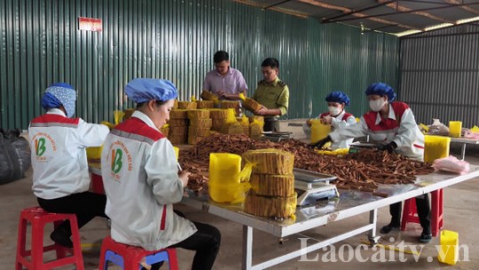 Các hợp tác xã đổi mới tư duy trong sản xuất nông nghiệp