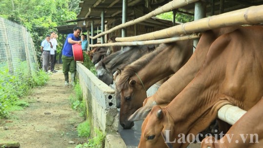 Người nông dân làm giàu từ hướng đi mới