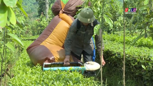 Giữ vững vùng nguyên liệu chè Phú Nhuận