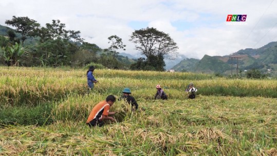 Hơn 7.000 ha lúa mùa vùng cao đã được thu hoạch