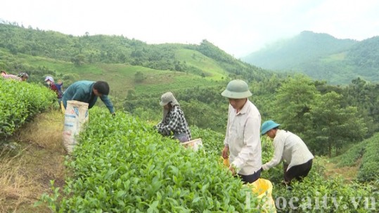 Lào Cai: Thu hút thêm 26 dự án đầu tư vào nông nghiệp