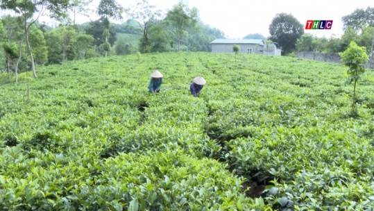 Phát huy vai trò các tổ, hội nghề nghiệp sản xuất chè