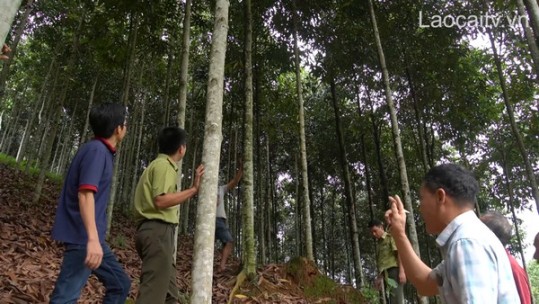 Phát triển vùng quế hữu cơ bền vững bắt đầu từ những tổ nhóm nòng cốt