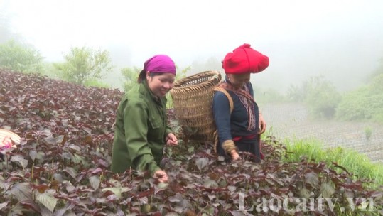 Toàn tỉnh Lào Cai trồng mới 536 ha cây dược liệu
