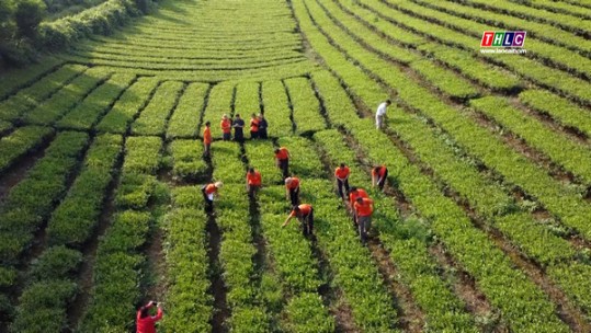 Sản phẩm hàng hóa cây trồng chủ lực tiêu thụ ổn định