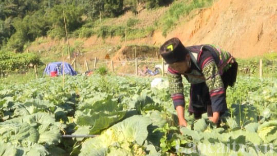 Nông dân thu gần 1.100 tỷ đồng từ trồng rau
