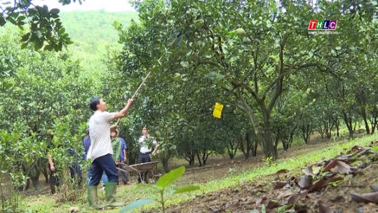 Bưởi Múc vào mùa thu hoạch