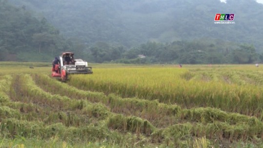 Nông dân Văn Bàn thu hoạch lúa mùa, chuẩn bị trồng cây vụ đông