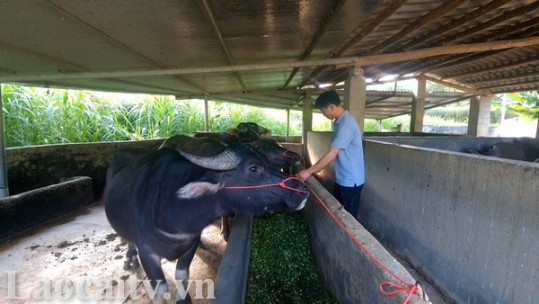 Xử lý ô nhiễm môi trường chăn nuôi ở Làng Bông